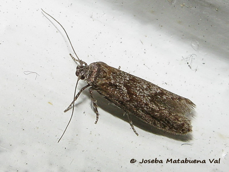 Micro da id. 2